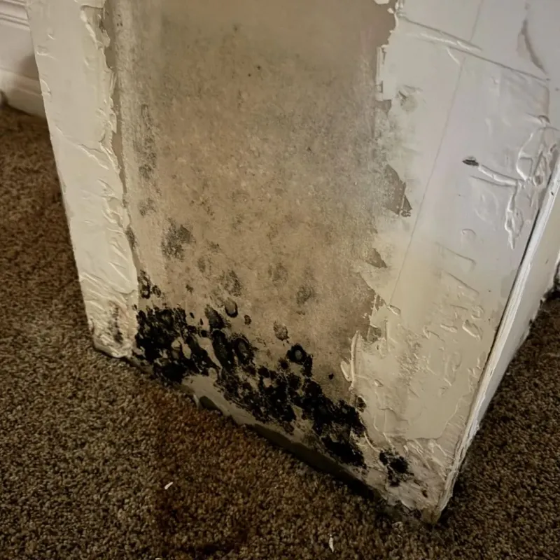Professional Mold Removal in Mayfield, OH